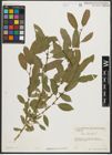 Foto von Salix triandra L.